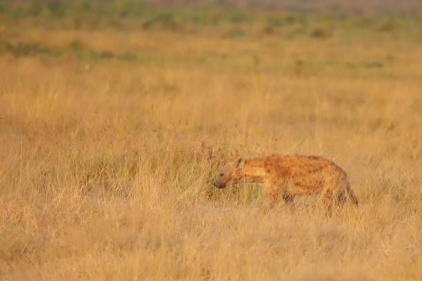 istock Camouflaged wild animals in Africa. 1849770921