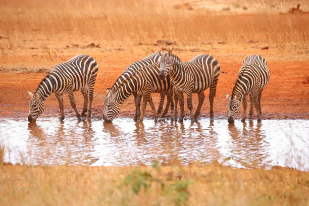istock Thirsty animals in the savannah 1849771044