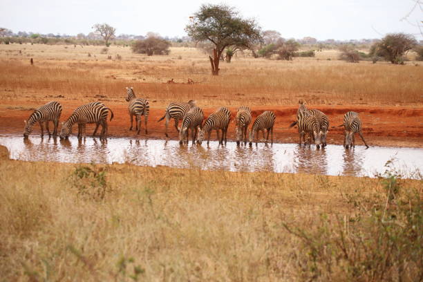 Zebras at the waterhole in Ngutuni sancturary