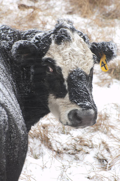 Snowy Cow stock photo