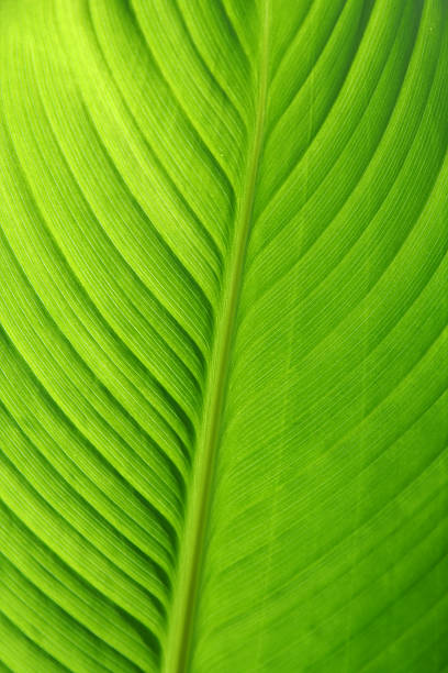 istock Backlit Canna Lily Leaf in Garden 184977234