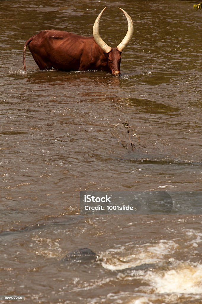 Sedento de Cassis Gado Ankole ao longo do rio no Uganda - Royalty-free Animal Foto de stock