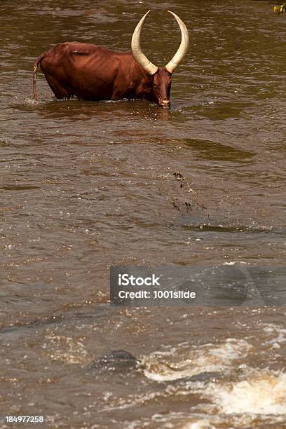 Sedento De Cassis Gado Ankole Ao Longo Do Rio No Uganda - Fotografias de stock e mais imagens de Animal