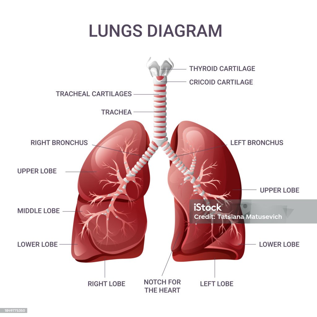 Plmon Ilustración de Anatomía De Los Pulmones Diagrama Educativo Médico ...