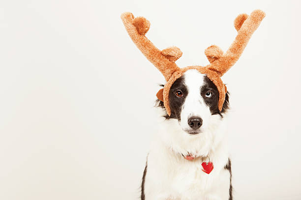istock Merry christmas dog 184977737