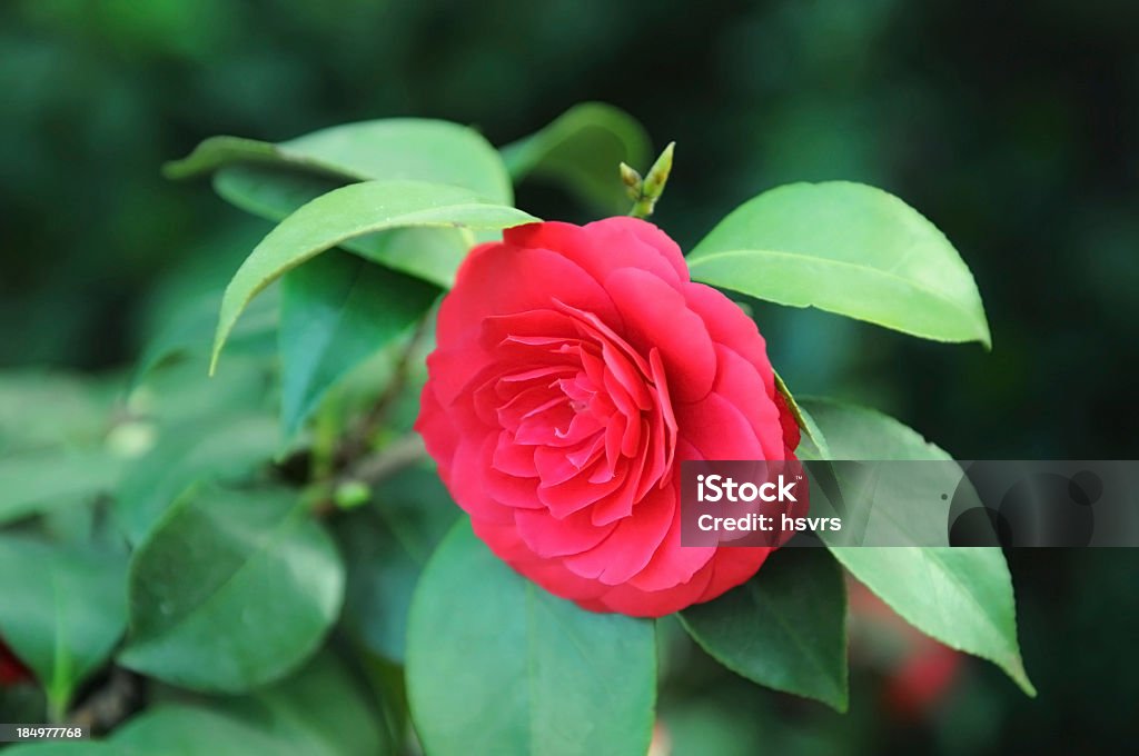 bush de japoneses Camellia (Camellia japonica - Foto de stock de Arbusto libre de derechos