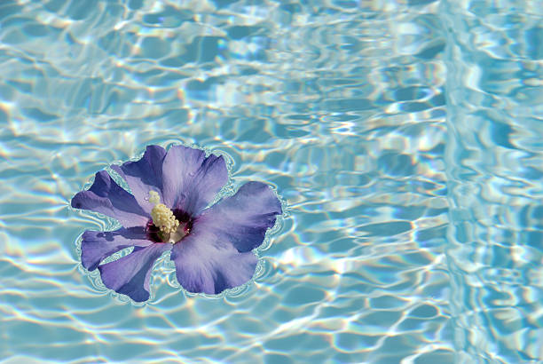 istock Purple Hibiscus Flower Floating on Water 184977899