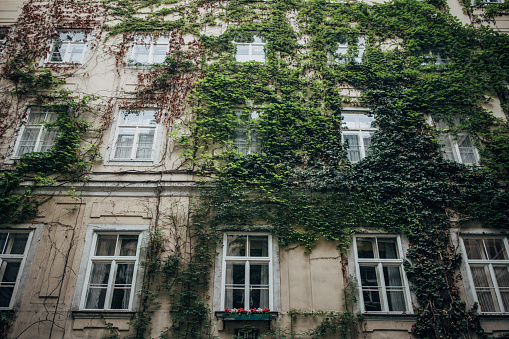 Green plants are growing on old building walls in Vienna.