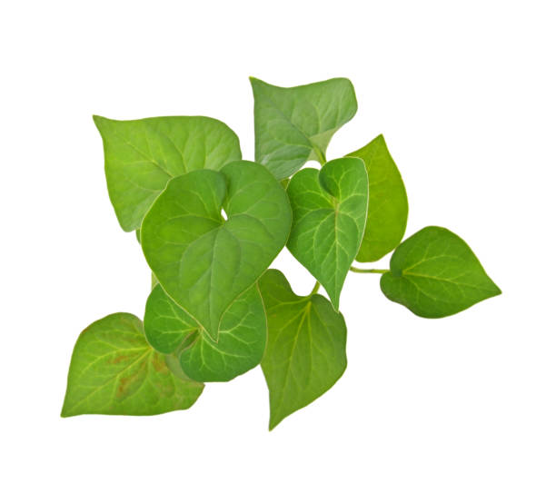 istock Plu Kaow leaf (Houttuynia cordata Thunb.) isolated on white background , top view. Thai herbal plant that has medicinal properties. 1849779636