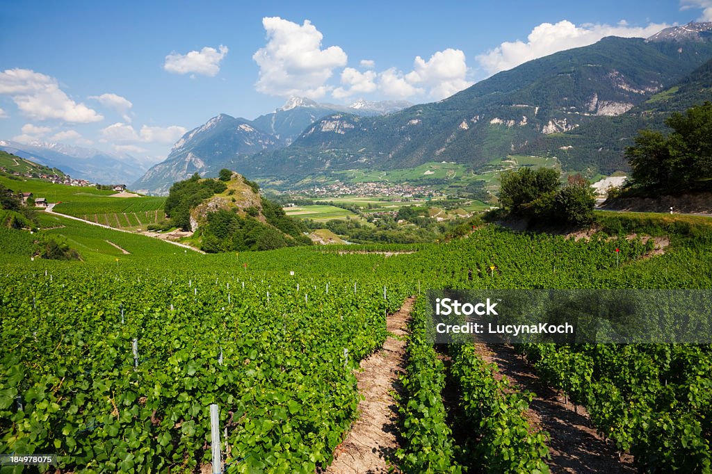 Vineyard - Lizenzfrei Agrarbetrieb Stock-Foto