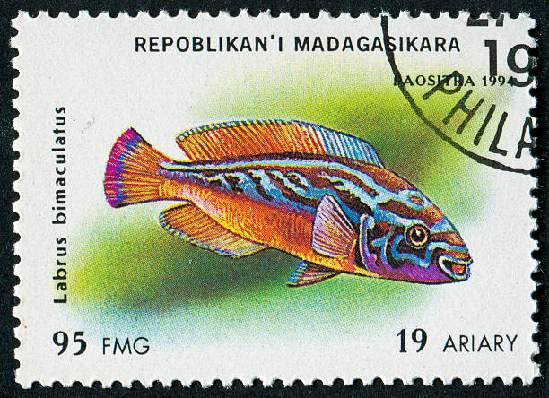 istock Cuckoo Wrasse Stamp 184978150