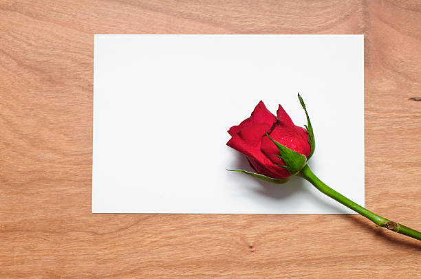 Red rose St. Valentine's background