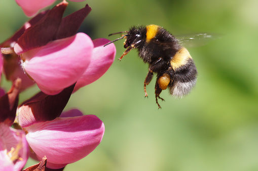 Closeup of a Bombus terrestris, the buff-tailed bumblebee or large earth bumblebee, feeding nectar of pink flowers