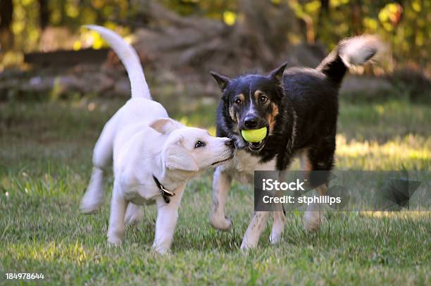 Due Cani Di Razza Mista Gioca Con Una Palla Da Tennis Allaperto - Fotografie stock e altre immagini di Ambientazione esterna