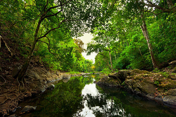 montezuma foresta pluviale costa rica - penisola di nicoya foto e immagini stock