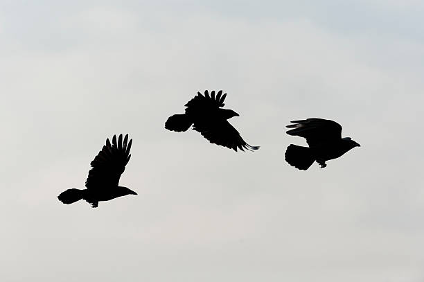 Crows flying stock photo