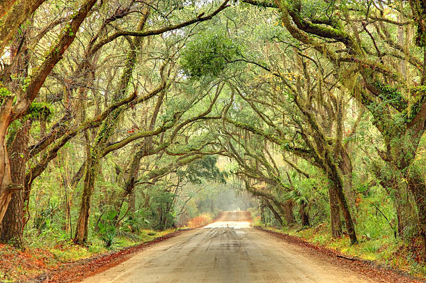 Rural southern road near Charleston, South Carolina Rural southern road in the South Carolina lowcountry near CharlestonSimilar images edisto island south carolina stock pictures, royalty-free photos & images