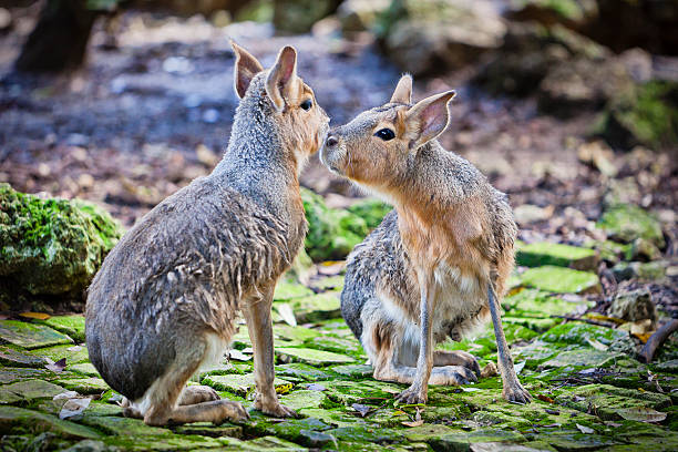 Patagonian hares on the grass