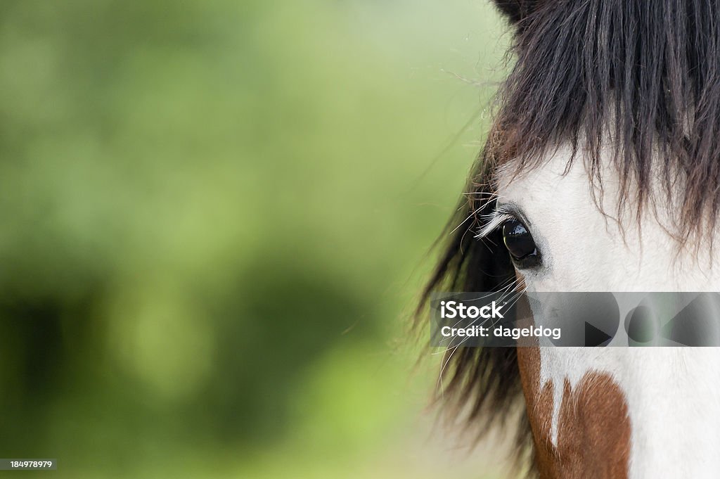 Beleza com equinos - Foto de stock de Cavalo - Família do cavalo royalty-free