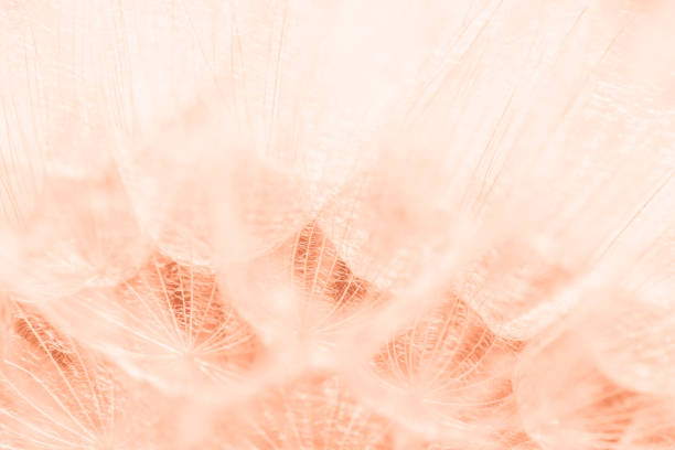 tendenza colore 2024 peach fuzz. bellissimo sfondo morbido. - dandelion water flower abstract foto e immagini stock