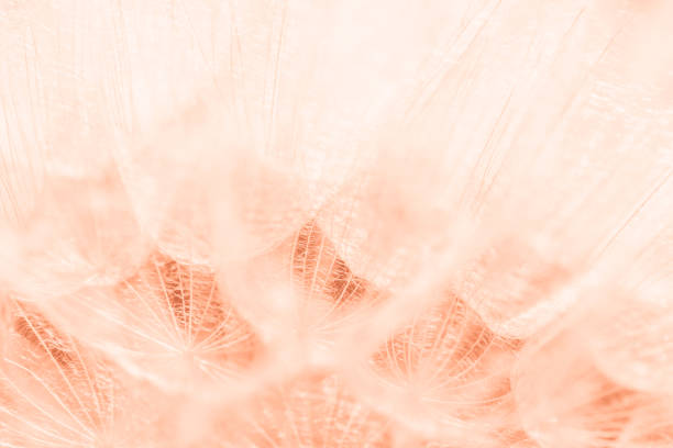 color trend 2024 peach color. Beautiful soft background. parachutes dandelion. Copy space. soft focus on water droplets. circular shape, abstract background.