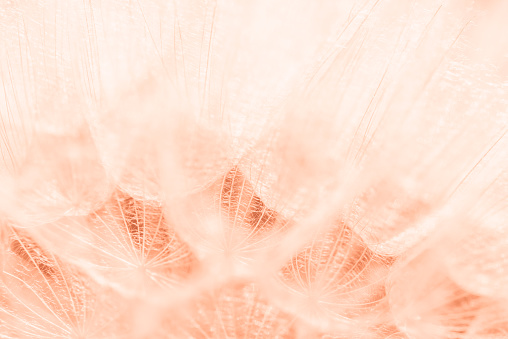color trend 2024 Peach Fuzz. Beautiful soft background. parachutes dandelion. Copy space. soft focus on water droplets. circular shape, abstract background.