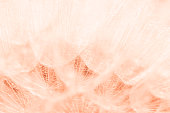 color trend 2024 Peach Fuzz. Beautiful soft background.