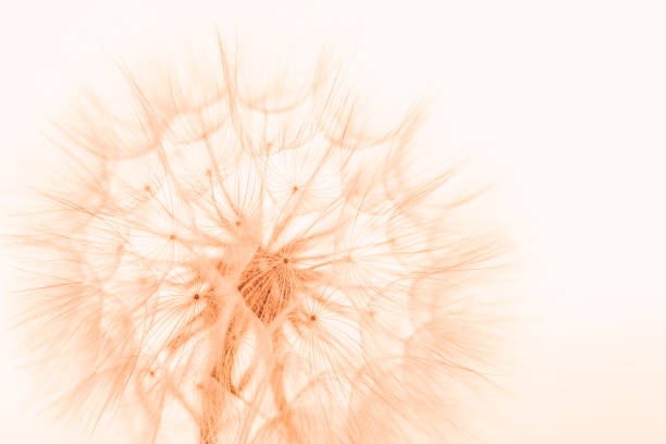 Peach color peach color. Beautiful soft background. parachutes dandelion. Copy space. soft focus on water droplets. circular shape, abstract background.