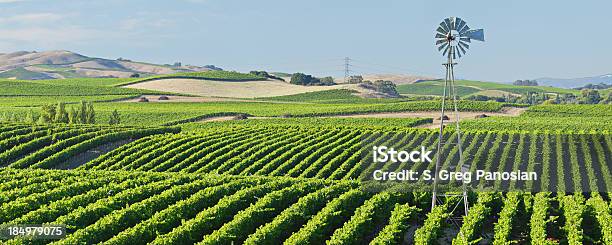 Viñedos Del Valle De Napa Foto de stock y más banco de imágenes de Valle de Napa - Valle de Napa, Cultivo, Fila - Arreglo