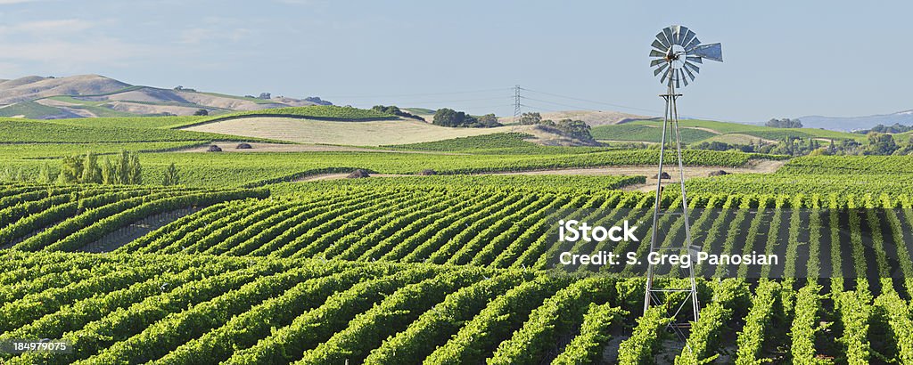 Vigneto della Napa Valley - Foto stock royalty-free di Napa Valley