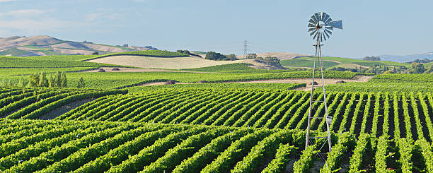 vigneto della napa valley - carneros valley napa valley vineyard california foto e immagini stock