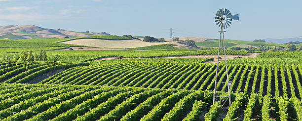 napa valley winnica - carneros valley napa valley vineyard california zdjęcia i obrazy z banku zdjęć