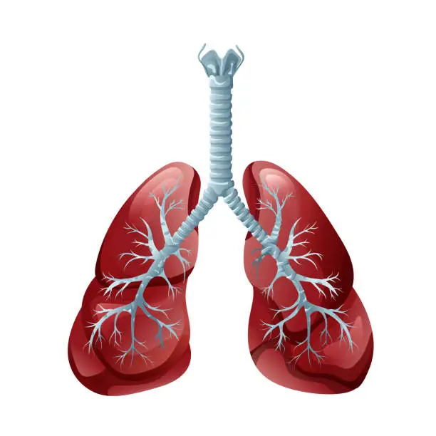 Vector illustration of Human lungs. Medical educational chart. Vector illustration