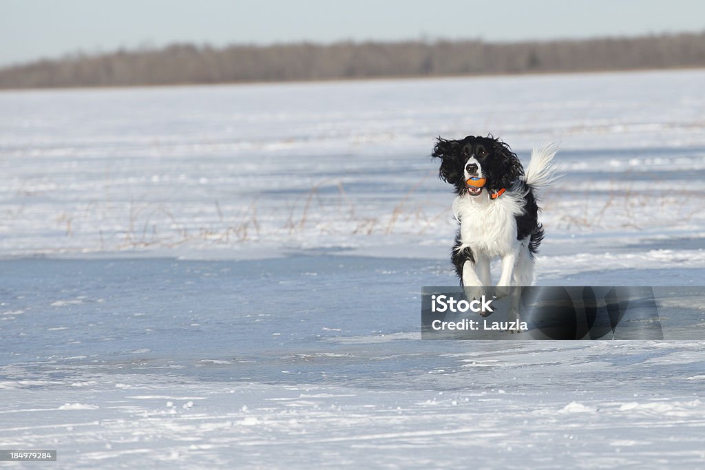 Springer Spaniel Inglês correr no Lago Gelado - Royalty-free Cão Foto de stock