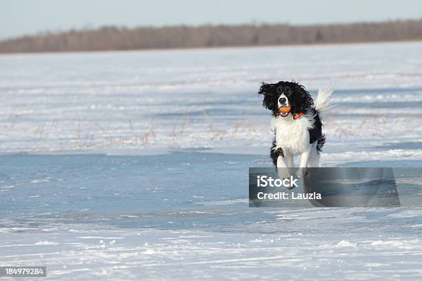 Springer Spaniel Inglês Correr No Lago Gelado - Fotografias de stock e mais imagens de Cão - Cão, Gelo, Congelado