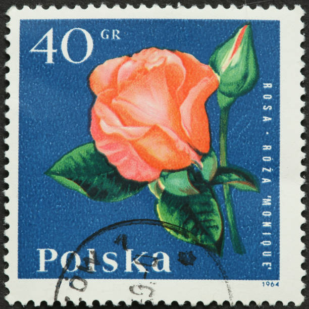 istock orange rose on an old Polish stamp 184979344
