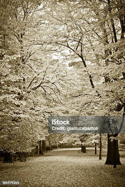 Foto de Rua Cheio De Folhas Caindo e mais fotos de stock de Ajardinado - Ajardinado, Antigo, Arborizado