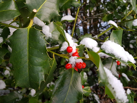 Holly branch with red berries in snow, Glasgow Scotland UK