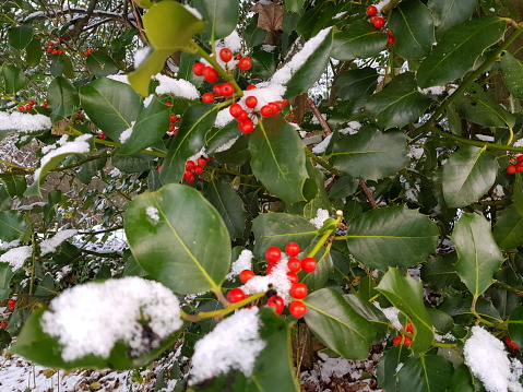 Holly branch with red berries in first snow of the season in Glasgow Scotland UK