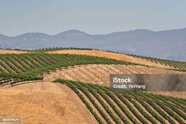 Montañas De Vineyard Foto de stock y más banco de imágenes de California - California, Campo - Tierra cultivada, Plantar