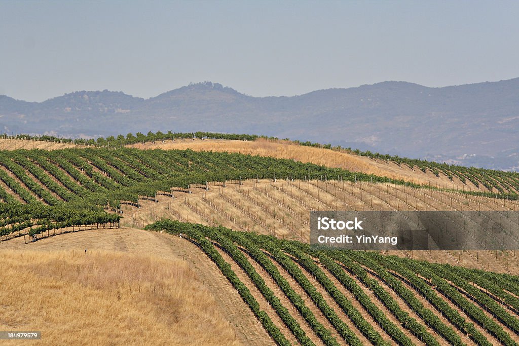 Montanha vinhedo - Foto de stock de Califórnia royalty-free