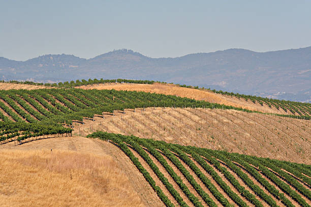 гора виноградник - vineyard california carneros valley hill стоковые фото и изображения
