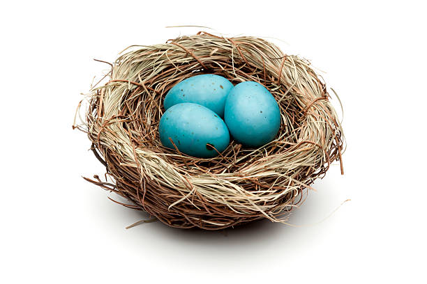 Blue Easter Eggs In Bird Nest "Photography of blue easter eggs in a bird's-nest, isolated on white." birds nest with eggs stock pictures, royalty-free photos & images