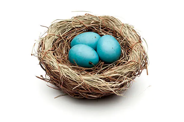 "Photography of blue easter eggs in a bird's-nest, isolated on white."