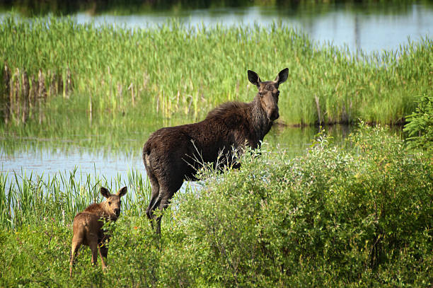 Moose and Calf at Riding Mountain National Park "A moose and her calf stand by a pond at Riding Mountain Natiional Park, Manitoba.More of my moose, deer and elk photos can be found here:" creighton stock pictures, royalty-free photos & images