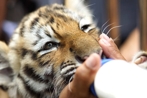 Tiger eating in the water.