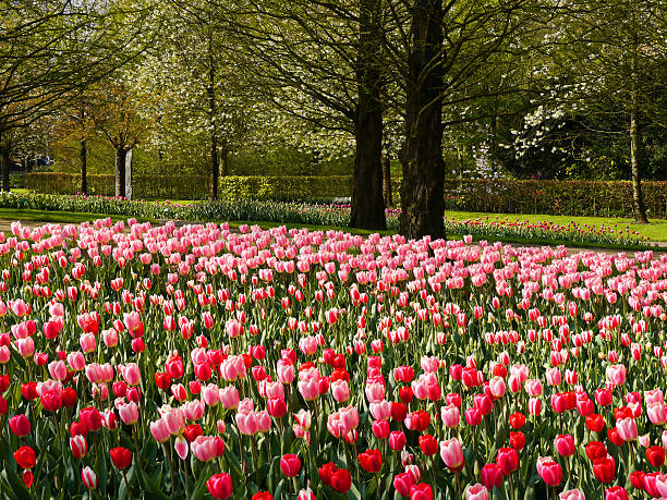 istock Beautiful tulips in a Park 184980145