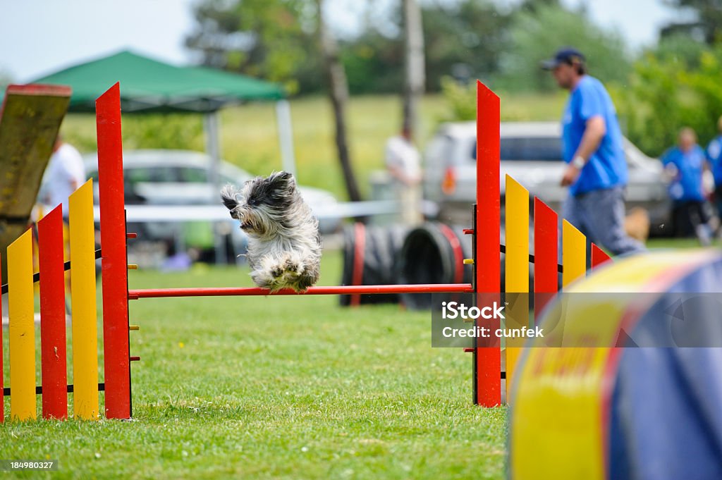 Agility jump dog jumping on a dog agility course Agility Stock Photo