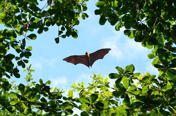 Flying Fox Flying Fox (Pteropus or Fruit Bat) in flight. Seychelles fruit bat stock pictures, royalty-free photos & images