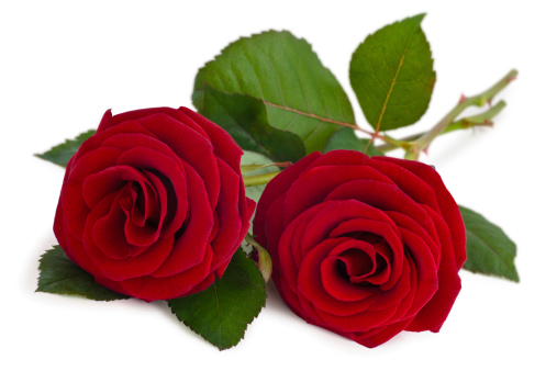 Close-up shot of two red roses. Isolated on white.